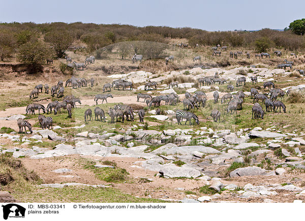 Steppenzebras / plains zebras / MBS-03341