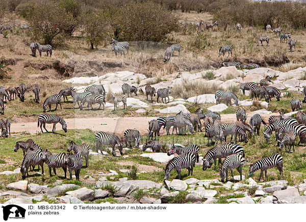plains zebras / MBS-03342