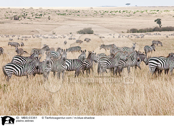 plains zebras / MBS-03361