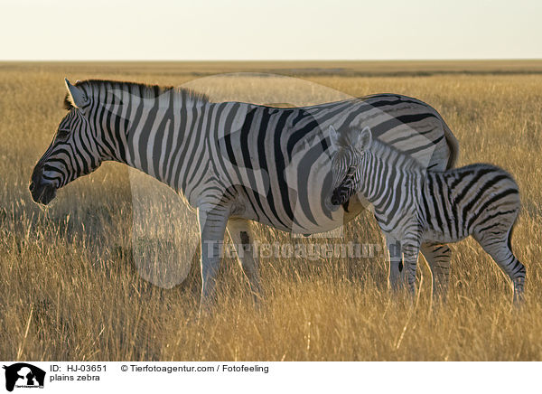 plains zebra / HJ-03651