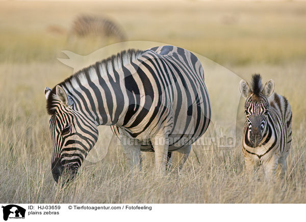 plains zebras / HJ-03659