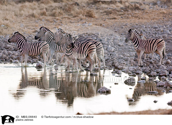 Steppenzebras / plains zebras / MBS-06640