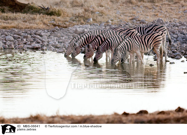 plains zebras / MBS-06641