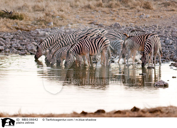 Steppenzebras / plains zebras / MBS-06642