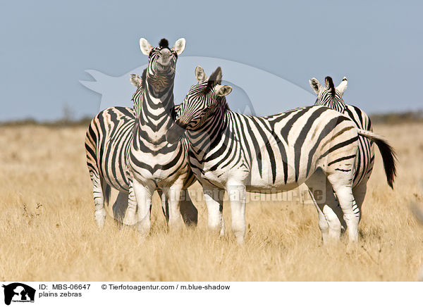 plains zebras / MBS-06647