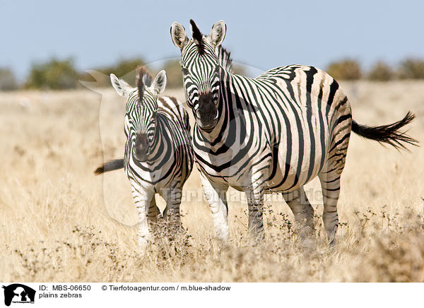 plains zebras / MBS-06650