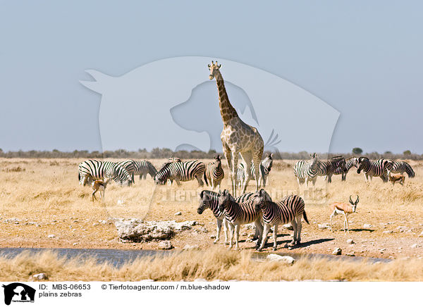 plains zebras / MBS-06653