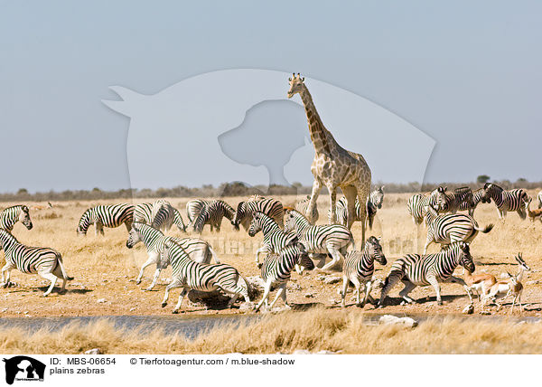 Steppenzebras / plains zebras / MBS-06654