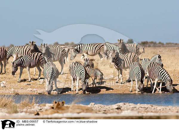 Steppenzebras / plains zebras / MBS-06657