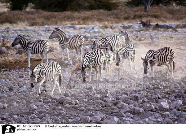 plains zebras / MBS-06663