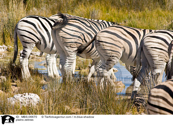 plains zebras / MBS-06670