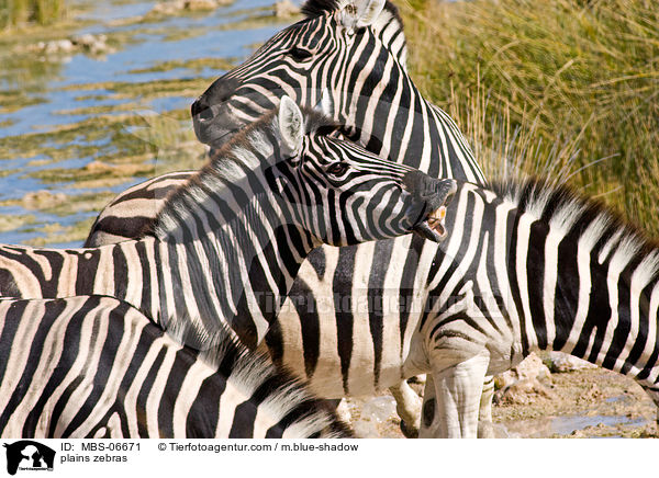 Steppenzebras / plains zebras / MBS-06671
