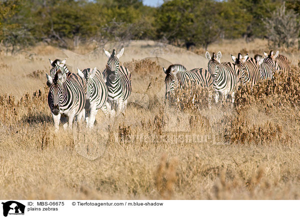 plains zebras / MBS-06675