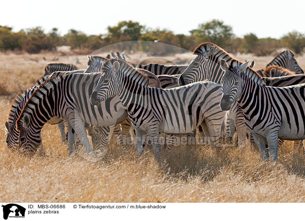 plains zebras / MBS-06686