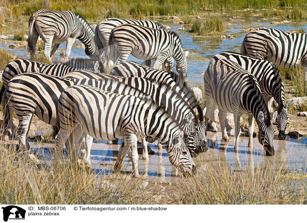 Steppenzebras / plains zebras / MBS-06706