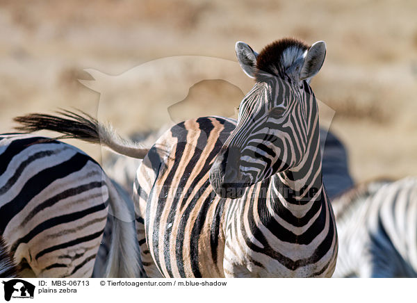 Steppenzebra / plains zebra / MBS-06713