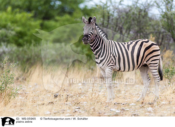 plains zebra / WS-05965
