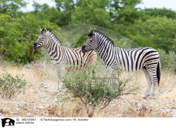 plains zebras / WS-05967