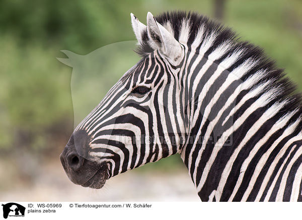 Steppenzebra / plains zebra / WS-05969