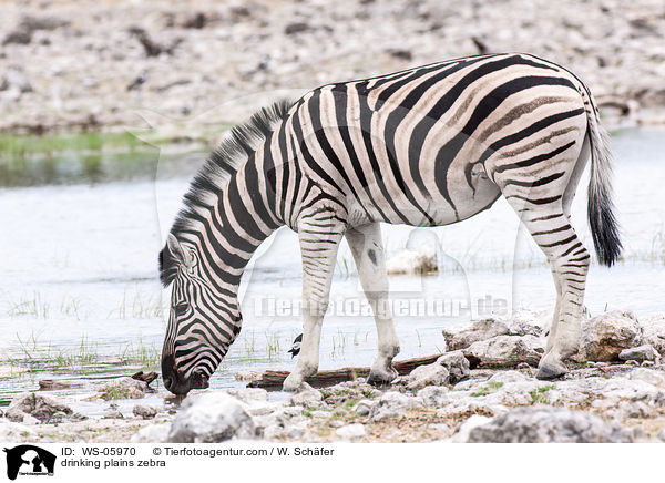 drinking plains zebra / WS-05970