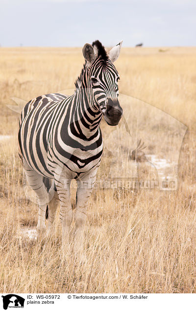 Steppenzebra / plains zebra / WS-05972