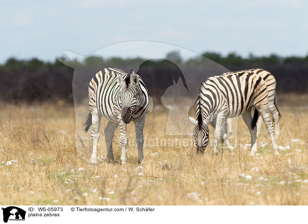 plains zebras / WS-05973