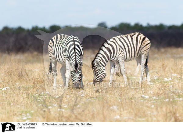 plains zebras / WS-05974
