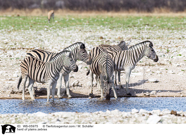 Herde Steppenzebras / herd of plains zebras / WS-05975