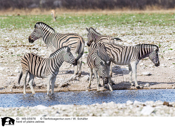 herd of plains zebras / WS-05976