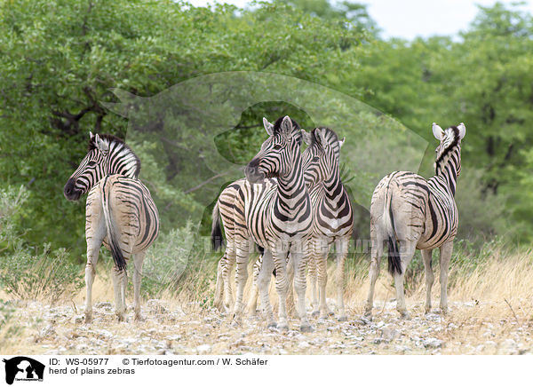 Herde Steppenzebras / herd of plains zebras / WS-05977