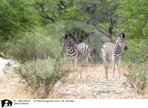 plains zebras / WS-05978