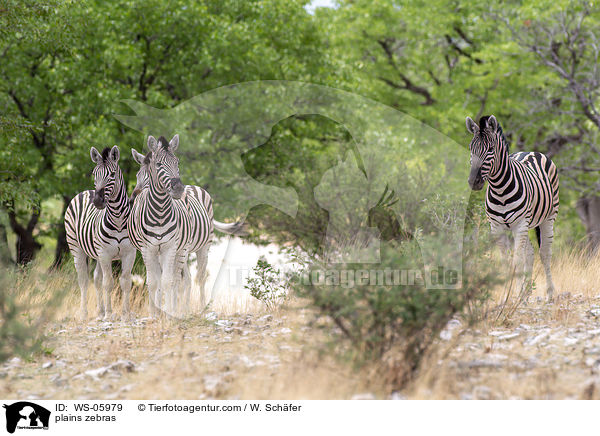 Steppenzebras / plains zebras / WS-05979