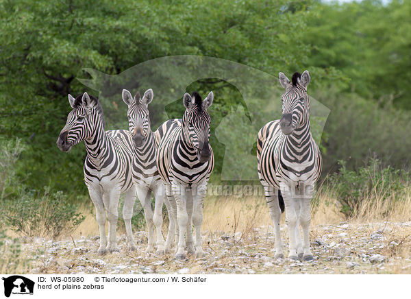 herd of plains zebras / WS-05980