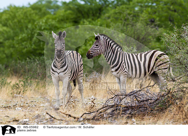 plains zebras / WS-05982