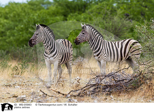 plains zebras / WS-05983