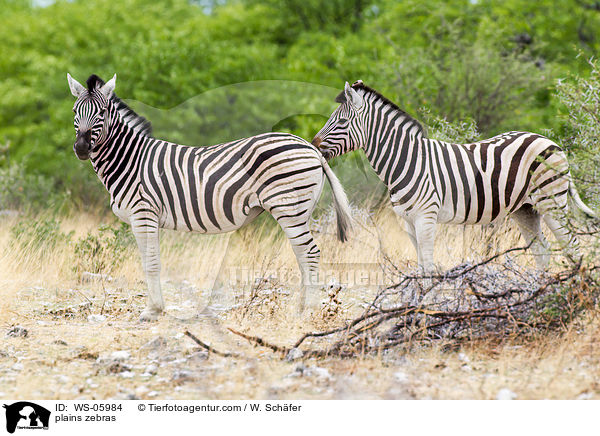 plains zebras / WS-05984