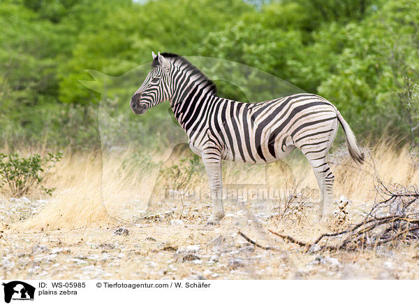 plains zebra / WS-05985