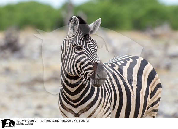plains zebra / WS-05986
