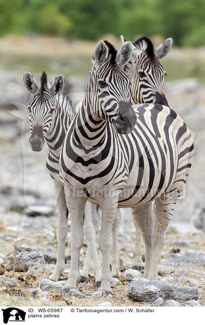 plains zebras / WS-05987