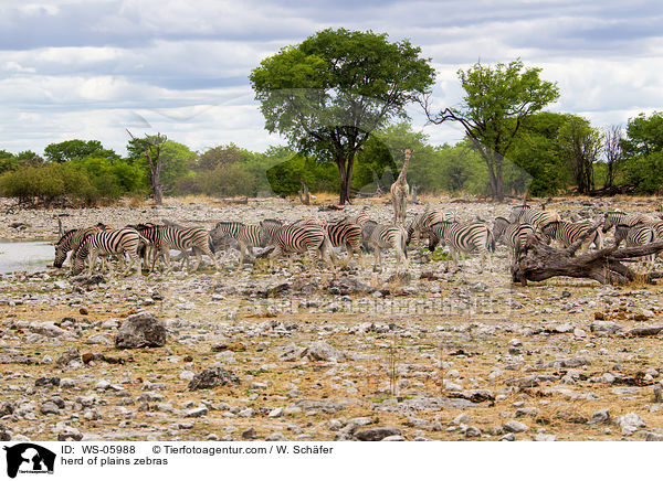 Herde Steppenzebras / herd of plains zebras / WS-05988