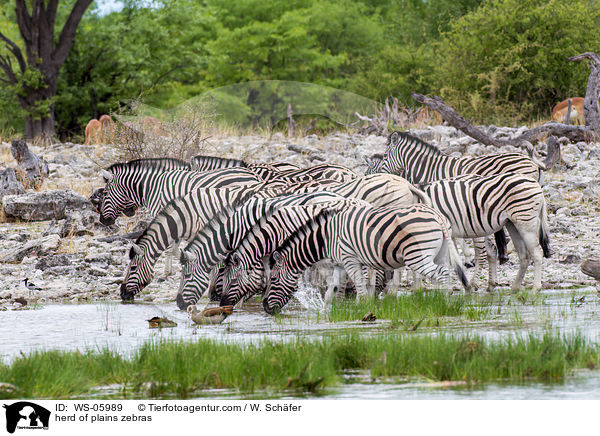 herd of plains zebras / WS-05989