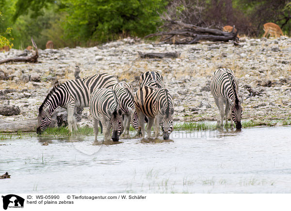 Herde Steppenzebras / herd of plains zebras / WS-05990