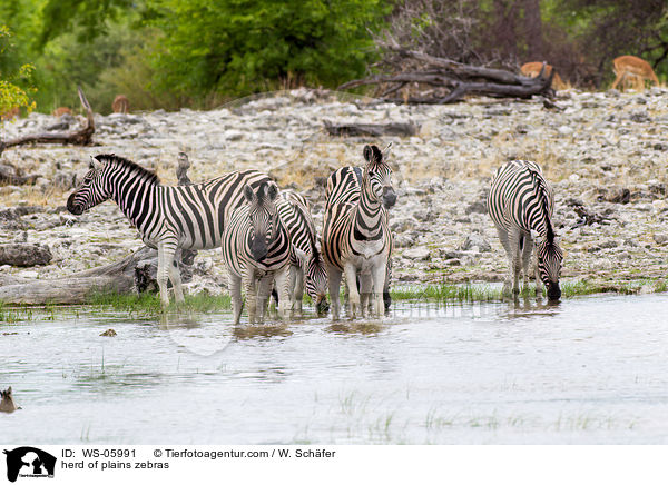 herd of plains zebras / WS-05991