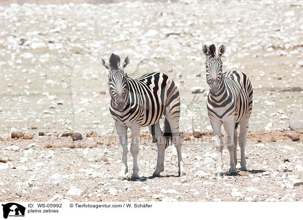 plains zebras / WS-05992