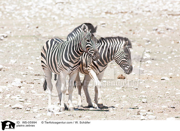 plains zebras / WS-05994
