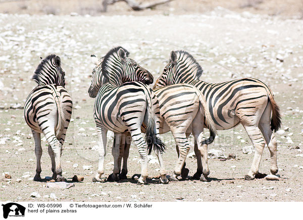 herd of plains zebras / WS-05996