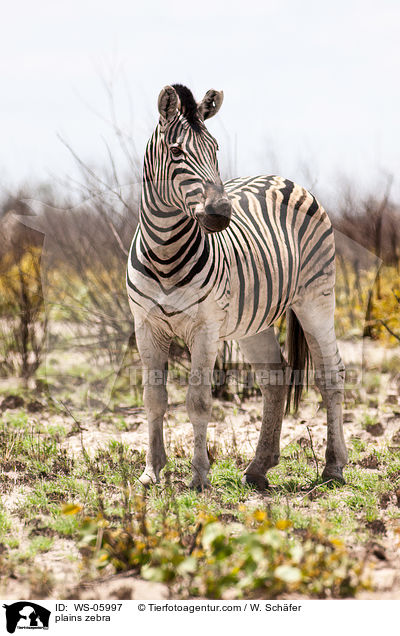 plains zebra / WS-05997