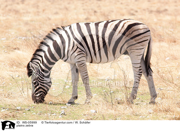 Steppenzebra / plains zebra / WS-05999