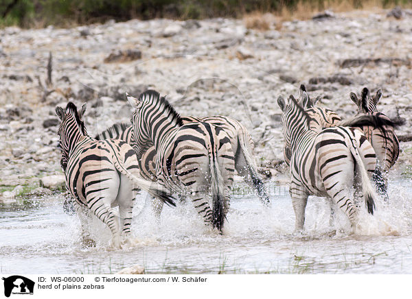 herd of plains zebras / WS-06000