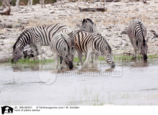 herd of plains zebras / WS-06001